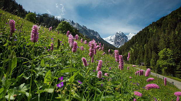 Blumenwiese in der Berglandschaft im Berner Oberland