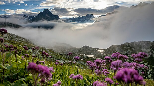 Blumenwiese in der Berglandschaft im Berner Oberland