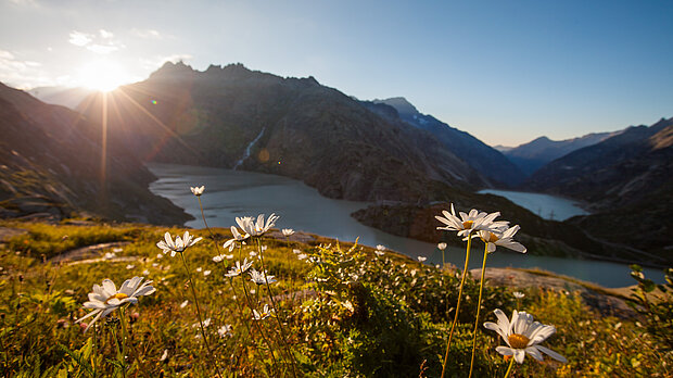 Blumenwiese in der Berglandschaft im Berner Oberland
