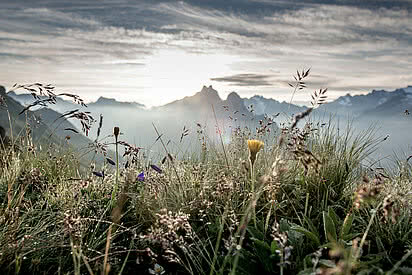 Blumenwiese in der Berglandschaft im Berner Oberland