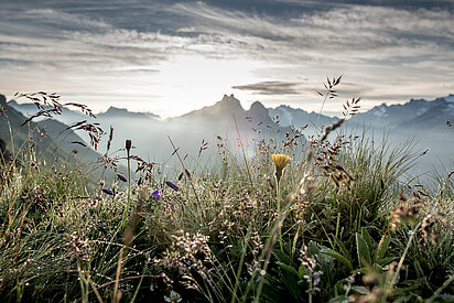 Blumenwiese in der Berglandschaft im Berner Oberland