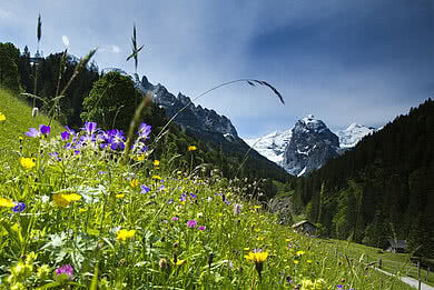 Berglandschaft mit einer Blumenwiese beim Hasliberg im Sommer