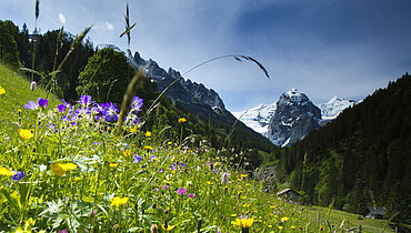 Berglandschaft mit einer Blumenwiese beim Hasliberg im Sommer