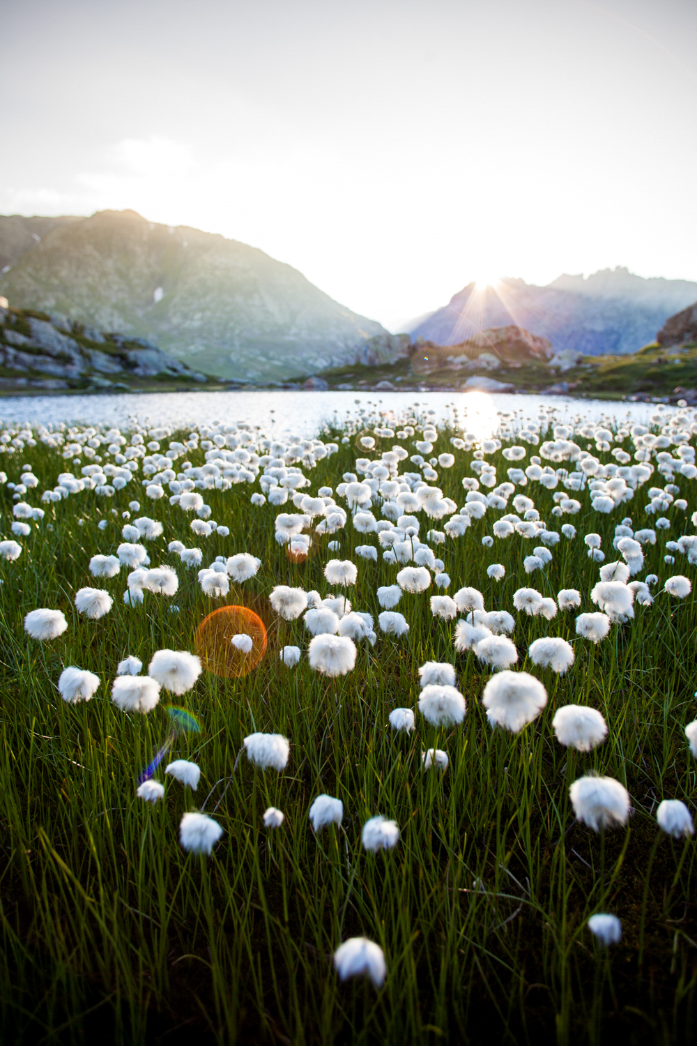 Blumenwiese in Hasliberg im Sommer