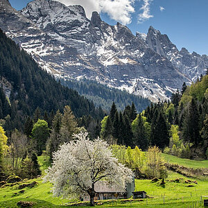 Moments in between... ⁠ Blossoms below, snow above — Swiss Alps in transition. ️⁠ ⁠ ⁠ ️@davidbirri ⁠ .⁠ .⁠ .⁠ .⁠ .⁠ .⁠ #haslital #switzerland #myswitzerland #visitswitzerland ...