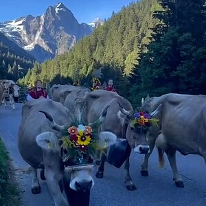 Traffic jam. Swiss edition. Come for the mountains. Stay for moments you won‘t find anywhere else. ️ Meiringen • Haslital Your base: Victoria Hotel